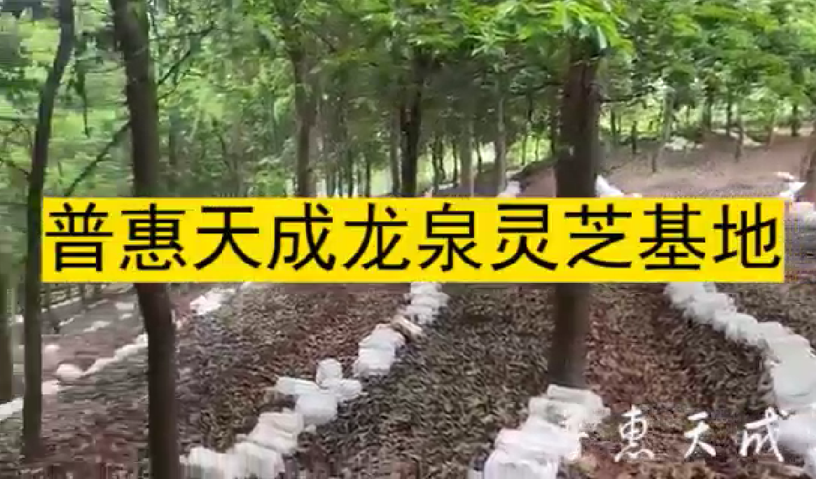 JIUYOU.com天成龙泉灵芝基地