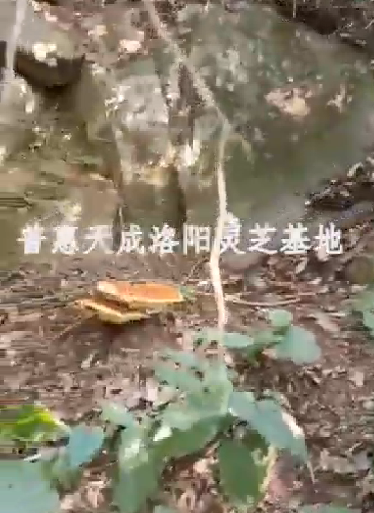 JIUYOU.com天成洛阳灵芝基地